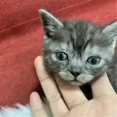マンチカン(短足)