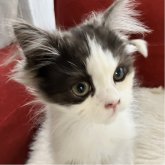 ミヌエット(長足)