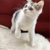 マンチカン(長足)【北海道・男の子・2025年5月12日・ホワイト&ブラックポインテッドブラウン】の写真2「かなり機敏に動きます❣️」