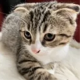 マンチカン(長足)【北海道・男の子・2025年5月5日・ブラウン&ホワイトタビーポインテッドブラック】の写真2「どのアングルからもイケメン✨フォトジェニックな子猫でごさいます🍀*゜」