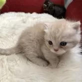 マンチカン(短足)【北海道・女の子・2025年9月25日・クリーム&ホワイト】の写真2「クリーム＆ホワイトのふわもこベビープリンセス👑💍💖」