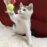 マンチカン(長足)【北海道・男の子・2025年5月12日・ホワイト&ブラックポインテッドブラウン】の写真3「猫じゃらし、大好き♥️」