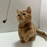 マンチカン(短足)【北海道・男の子・2024年9月30日・ゴールド】の写真3「遊ぶの大好き🌷猫じゃらし(๑♡∀♡๑)Love♥️です」