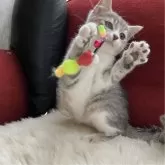 マンチカン(長足)【北海道・男の子・2025年5月5日・シルバー&ホワイトタビー】の写真3「三兄弟の中で、一番積極的な性格です❣️好奇心旺盛ボーイです💕」