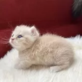 マンチカン(短足)【北海道・女の子・2025年9月25日・クリーム&ホワイト】の写真4「前足の長さは今現在は2cmくらい✨️超短足ベビーにゃんでごさいます🐱」