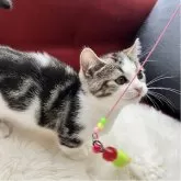 マンチカン(短足)【北海道・女の子・2025年11月12日・ブラック&ホワイトマッカーレルタビー・ブラウン】の写真4「短足マンチカンならではの短い体躯♥️❤︎❤️美しいお顔が愛らし過ぎます✨️✨️」