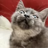 マンチカン(短足)【北海道・女の子・2025年5月11日・ダークブラウン&ブラックスモーク】の写真5「とにかく人間大好き💖触られるとゴロゴロ言います✨️✨️✨️」