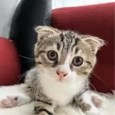 マンチカン(長足)【北海道・男の子・2025年5月5日・ブラウン&ホワイトタビーポインテッドブラック】の写真5「くりくりお目目パッチリカメラ目線❣️物怖じしない穏やかな性格でごさいます😊」