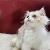 ミヌエット(長足)【北海道・男の子・2025年8月12日・クリーム&ホワイト ポインテッドブラウン】の写真5「被毛はホワイト＆クリームにポイントでブラウンが目の周りに入ったレアカラーでございます💖」