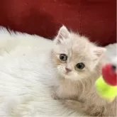 マンチカン(短足)【北海道・女の子・2025年9月25日・クリーム&ホワイト】の写真6