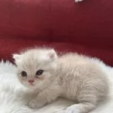 マンチカン(短足)【北海道・女の子・2025年9月25日・クリーム&ホワイト】の写真6「とにかく愛らしい上品なレアカラーでごさいます💖」