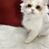 ミヌエット(長足)【北海道・男の子・2025年8月12日・クリーム&ホワイト ポインテッドブラウン】の写真6「くりくりお目目がチャーミング💖とても人懐っこい賢い子猫でございます😊」