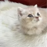 マンチカン(短足)【北海道・女の子・2025年9月25日・クリーム&ホワイト】の写真7