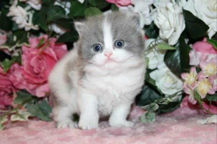 ID:1903-01380の子猫