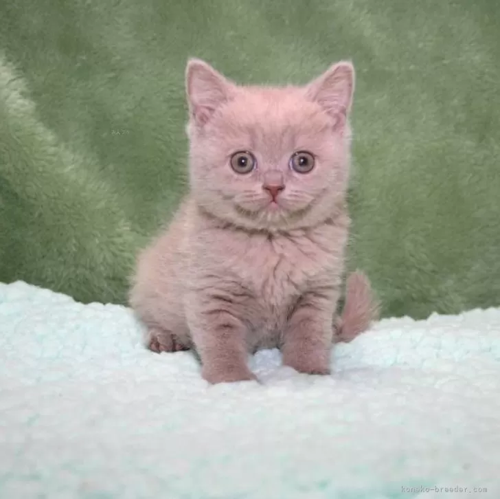 ID：2405-01186の子猫