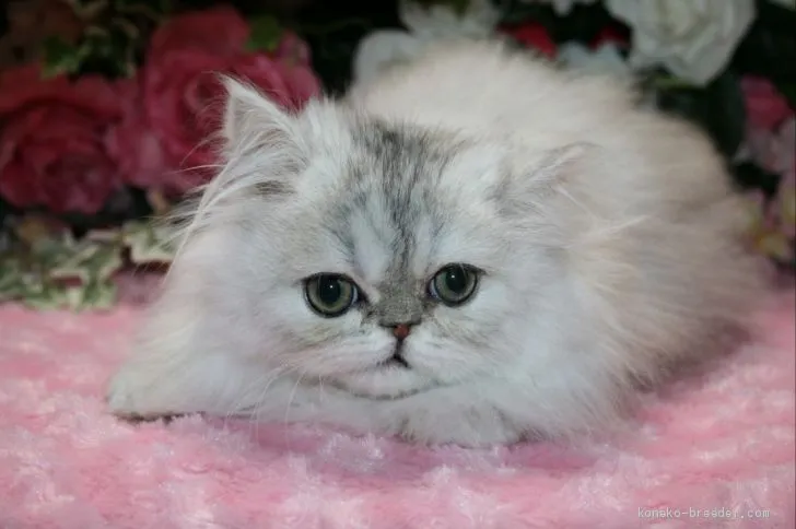 ID:1912-01476の子猫