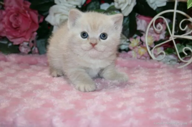 ID：1801-00991の子猫