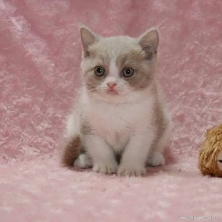 ID：2306-00597の子猫
