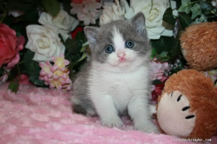 まぁ 様のお迎えした子猫