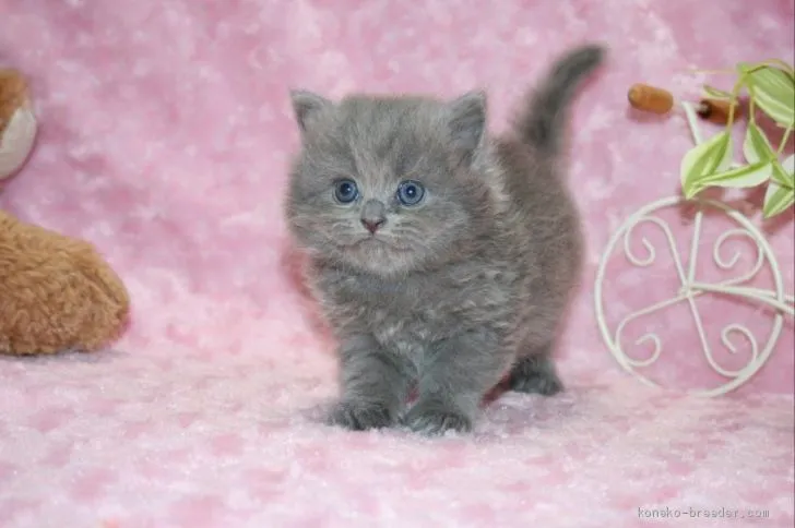 ID:2008-01670の子猫