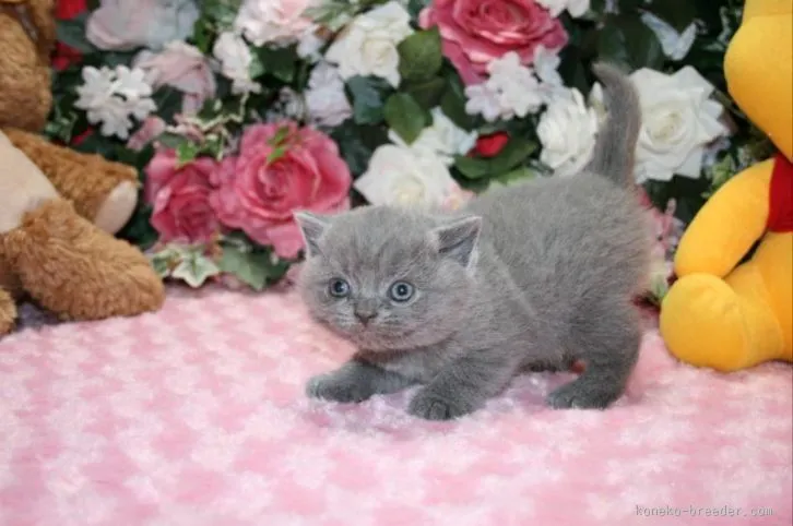 ID：1601-00421の子猫