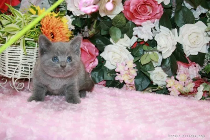 ID:1705-00179の子猫