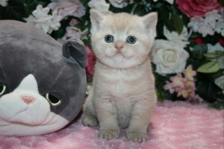 ID：2001-00853の子猫