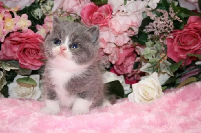 ID：1404-00175の子猫