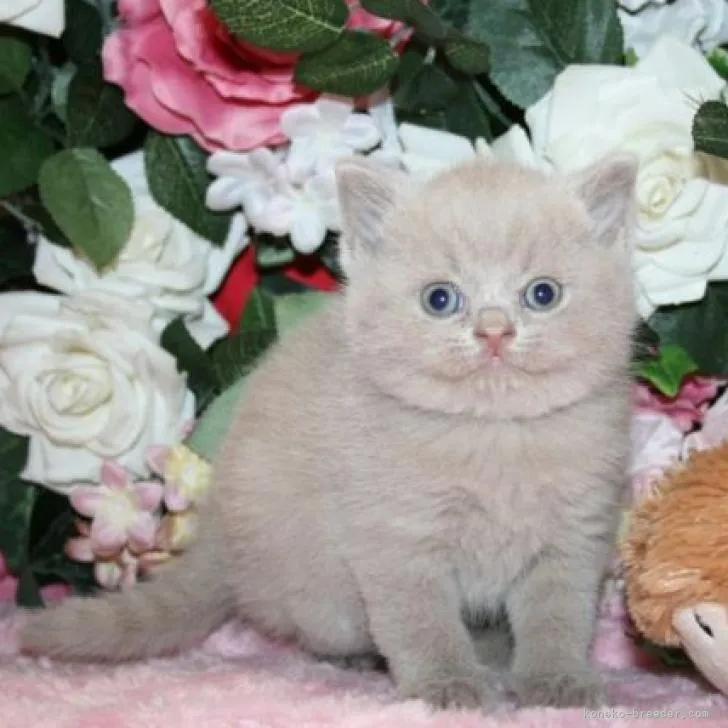 ID:2303-00391の子猫