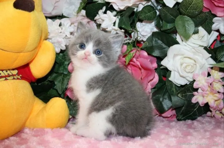 ID：1701-00599の子猫