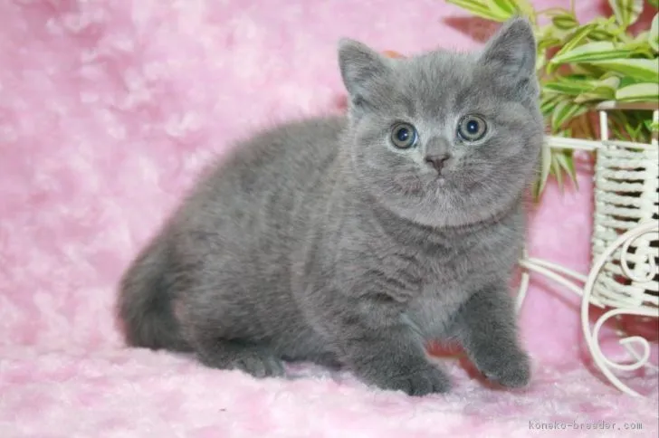 ID：1803-00395の子猫