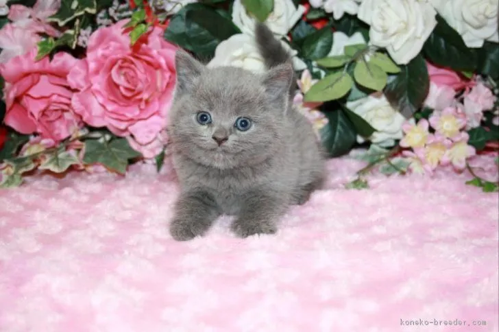 ID：1709-00095の子猫