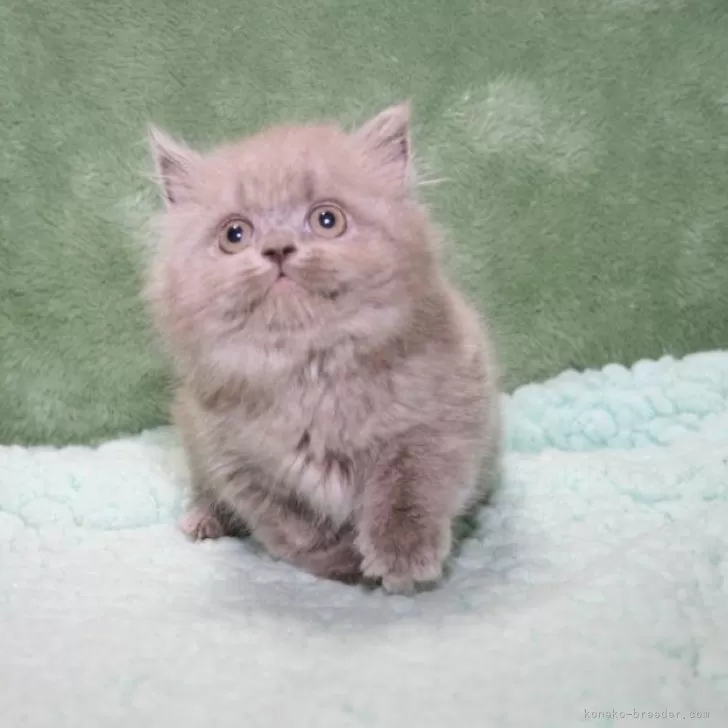 ID:2411-01427の子猫