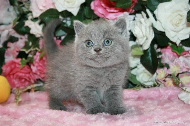 ID:1810-01138の子猫