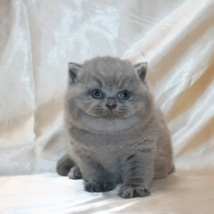 ID：2311-00939の子猫