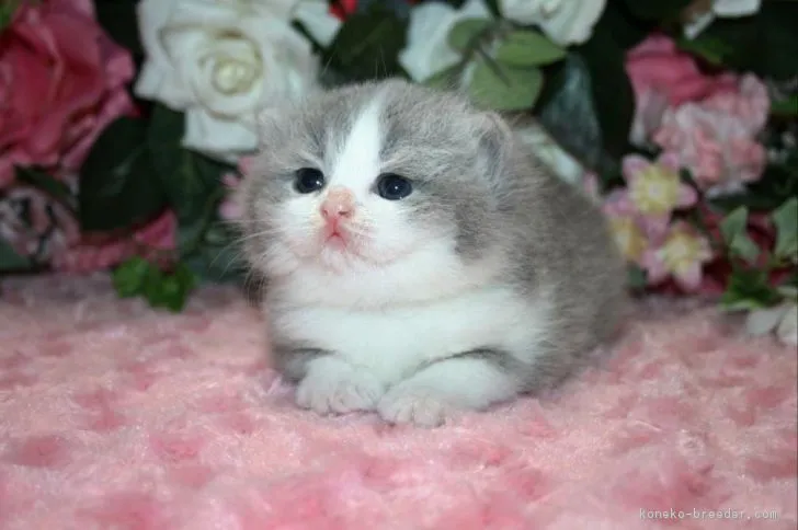 junjun 様のお迎えした子猫