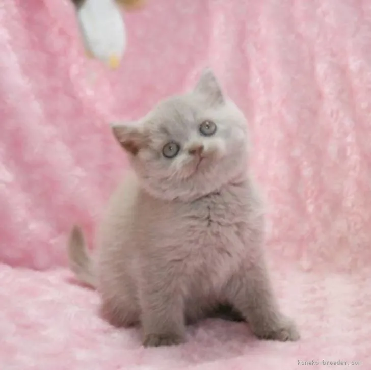 ID：2310-00671の子猫