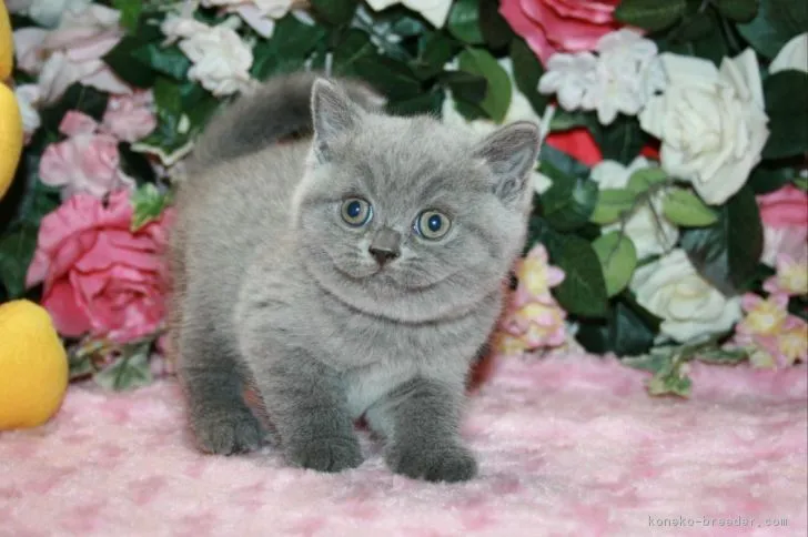 ID：1810-01629の子猫