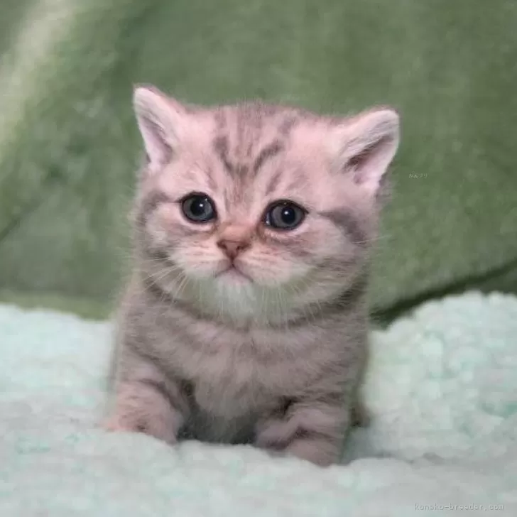 ID:2404-01718の子猫