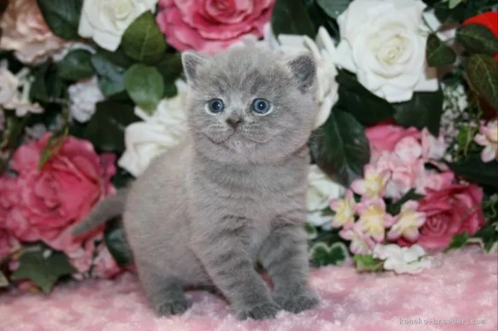 ID：1701-00597の子猫