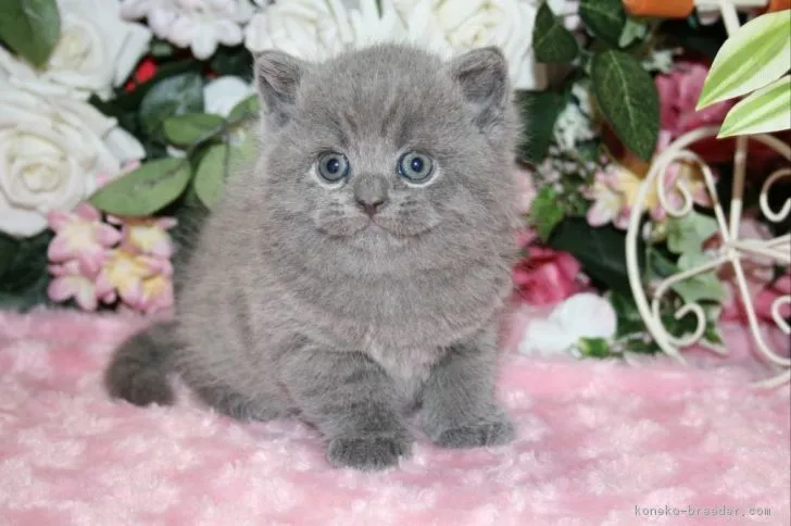 ダーツ 様のお迎えした子猫