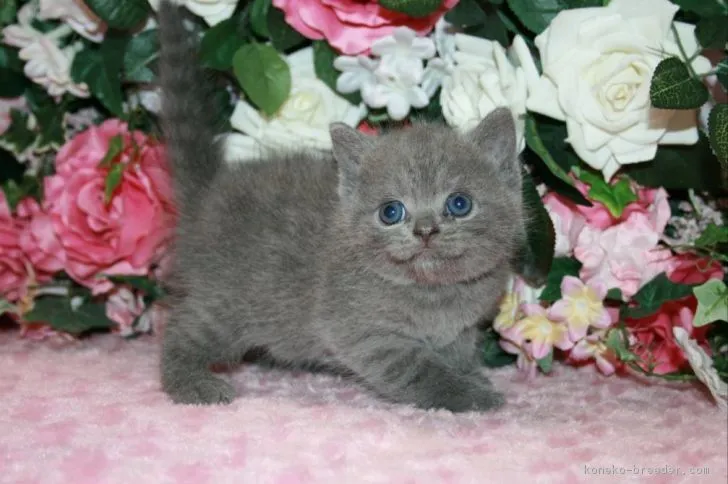 まる 様のお迎えした子猫