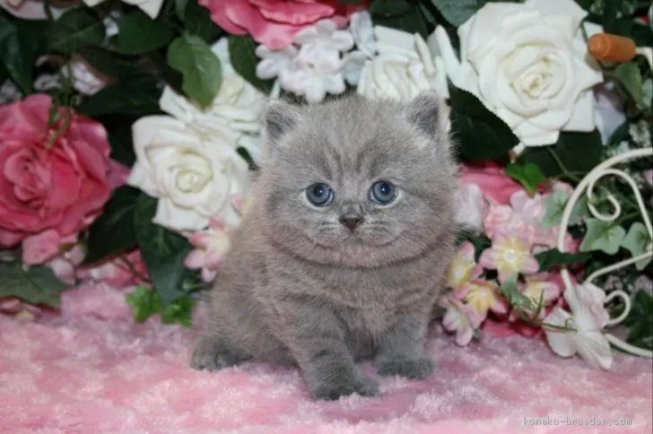 J.S 様のお迎えした子猫