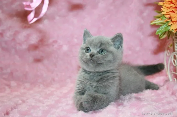 メイ 様のお迎えした子猫