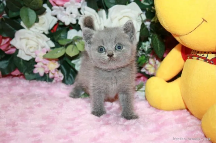 レオ君 様のお迎えした子猫