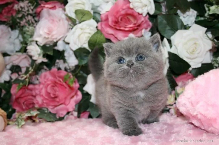 ID：1603-00286の子猫
