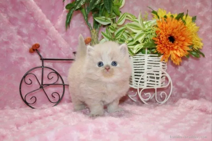 ID：1702-00651の子猫