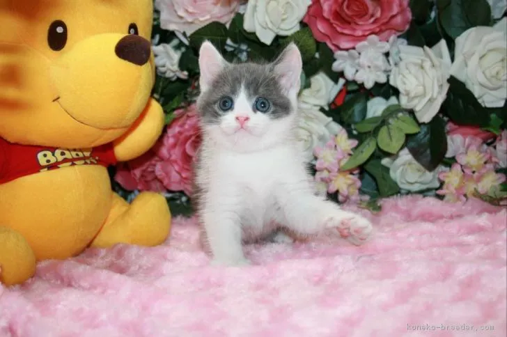 ID:1708-00918の子猫