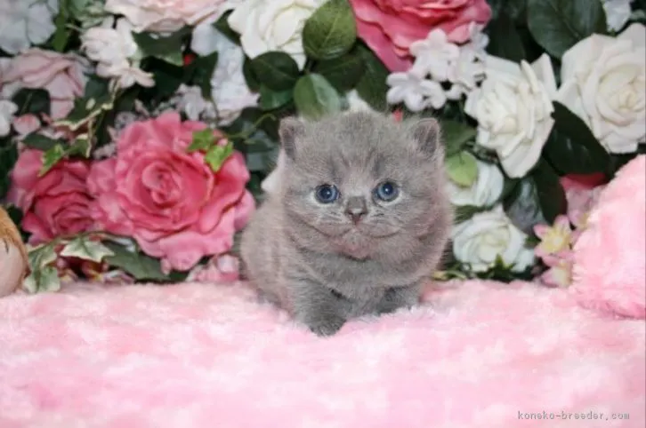 ID:1603-00366の子猫