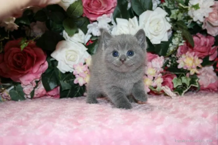 ぽぽ 様のお迎えした子猫